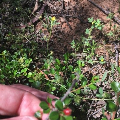 Cotoneaster microphyllus