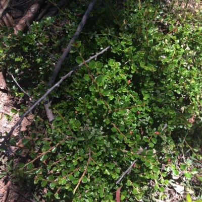 Cotoneaster microphyllus