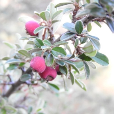 Cotoneaster rotundifolius