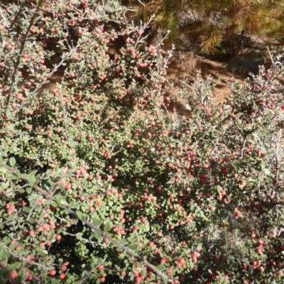 Cotoneaster rotundifolius