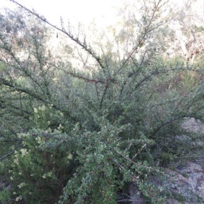 Cotoneaster rotundifolius