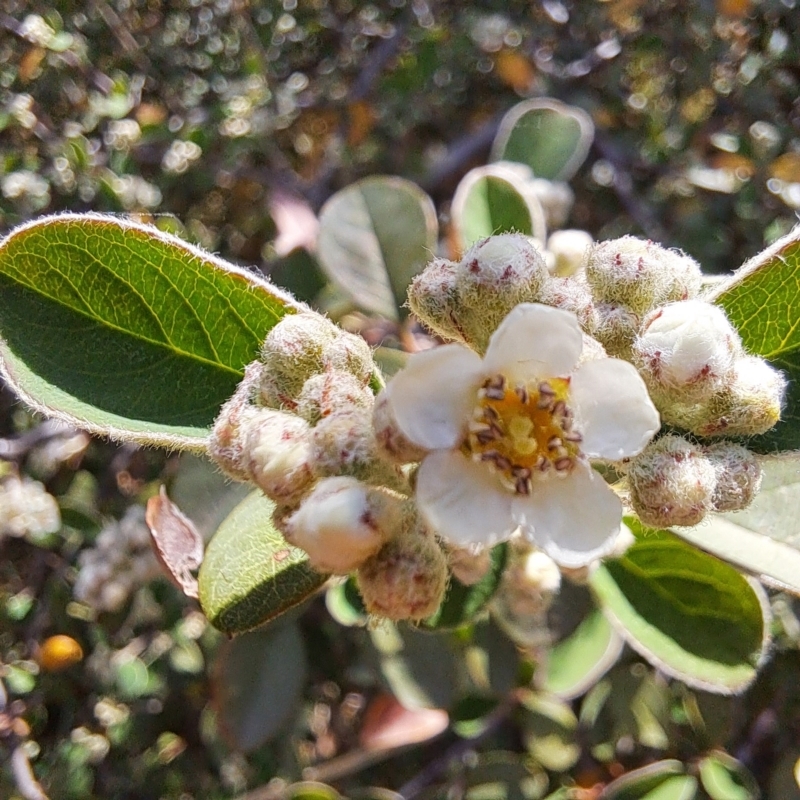 Cotoneaster sp.