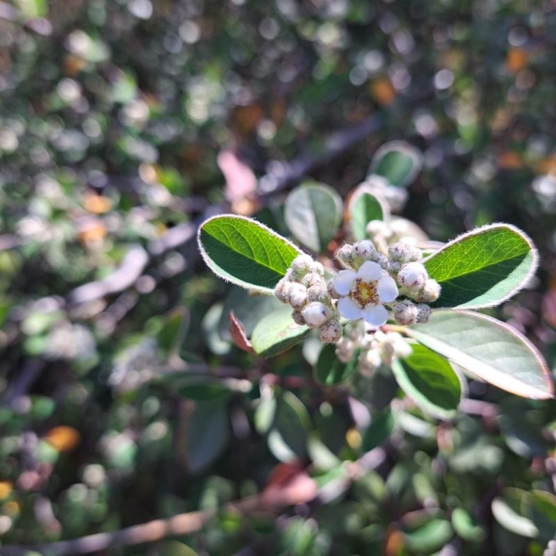 Cotoneaster sp.