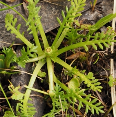 Cotula alpina