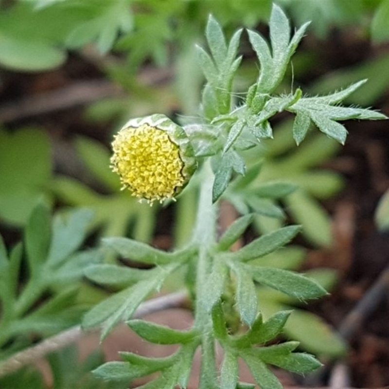 Cotula australis