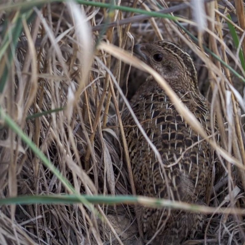 Coturnix pectoralis