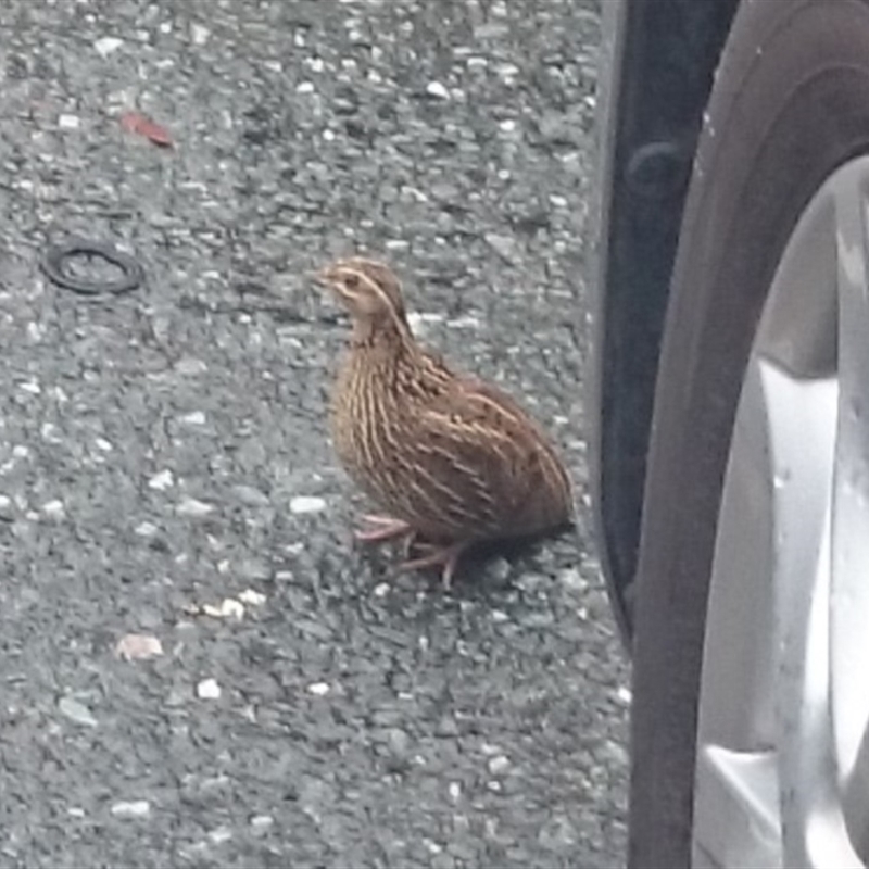 Coturnix pectoralis