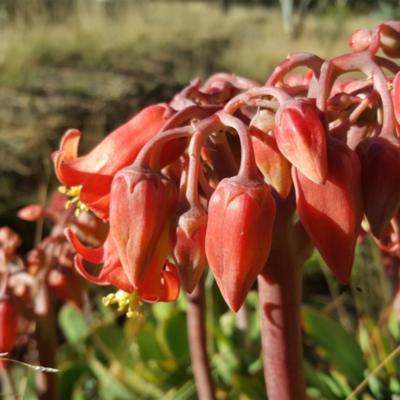 Cotyledon orbiculata