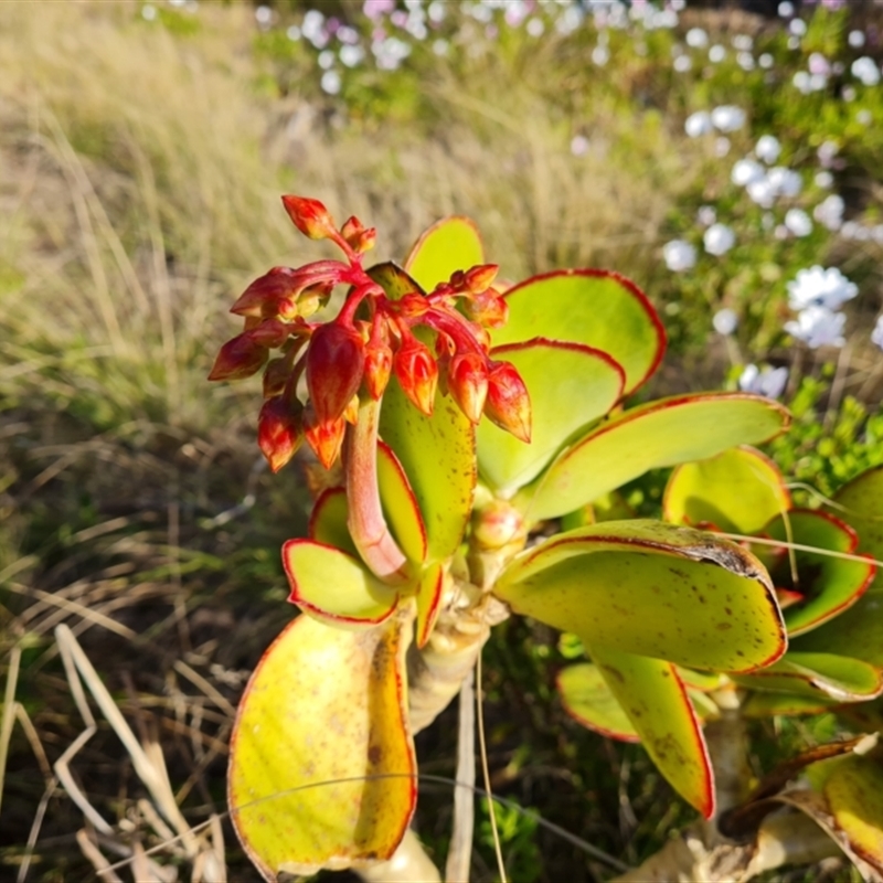 Cotyledon orbiculata