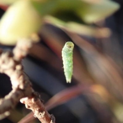 Crambidae sp. (family)