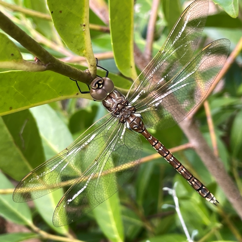 Female