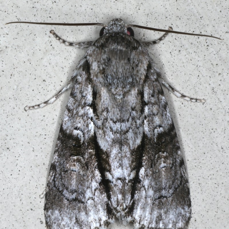 Craniophora nodyna