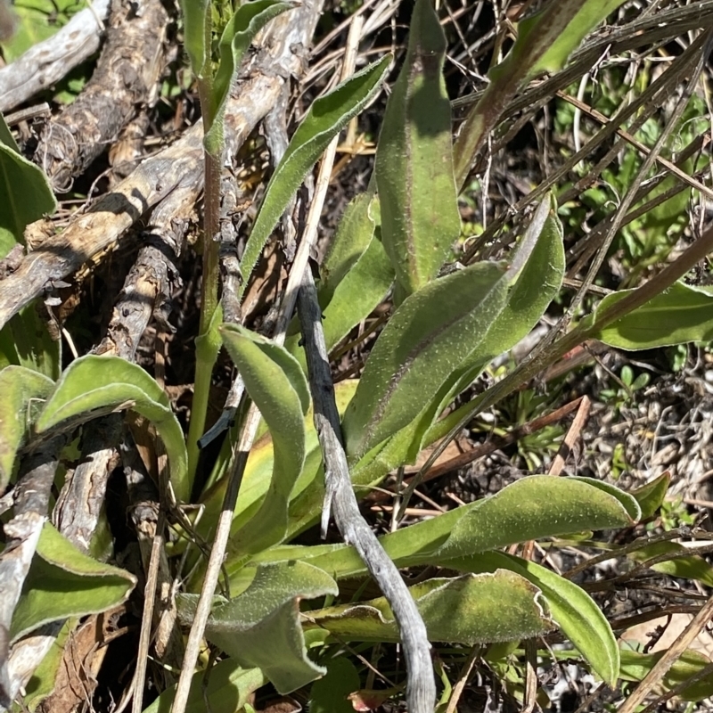 Craspedia aurantia var. aurantia