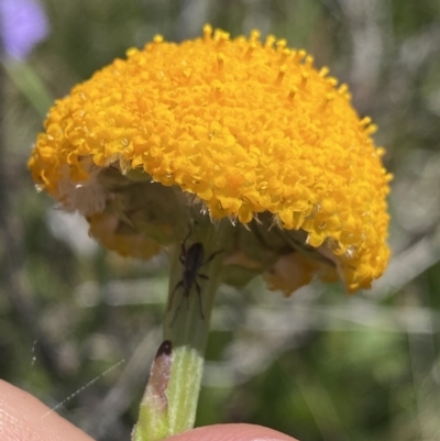 Craspedia aurantia var. aurantia