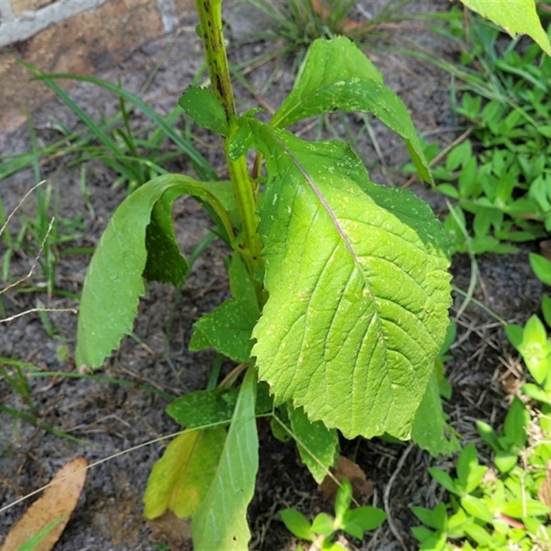 Crassocephalum crepidioides