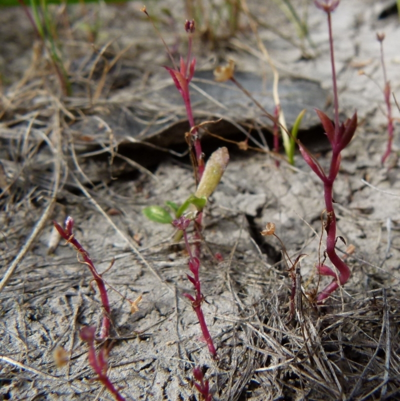 Crassula peduncularis