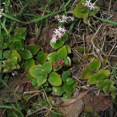 Crassula sarmentosa var. sarmentosa