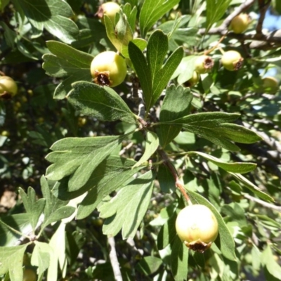 Crataegus azarolus