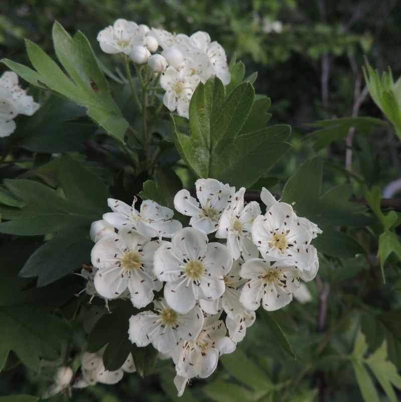 Crataegus monogyna