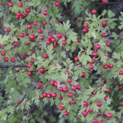 Crataegus monogyna