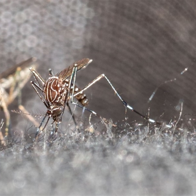 Aedes (Rampamyia) notoscriptus