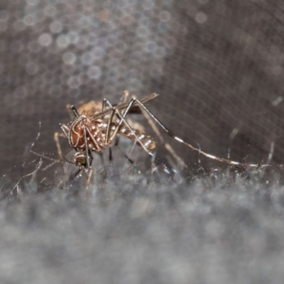 Aedes (Rampamyia) notoscriptus