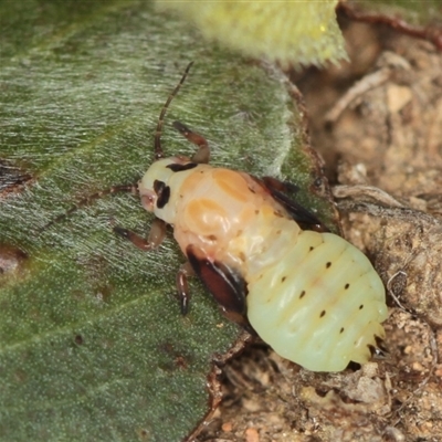 Creiis longipennis