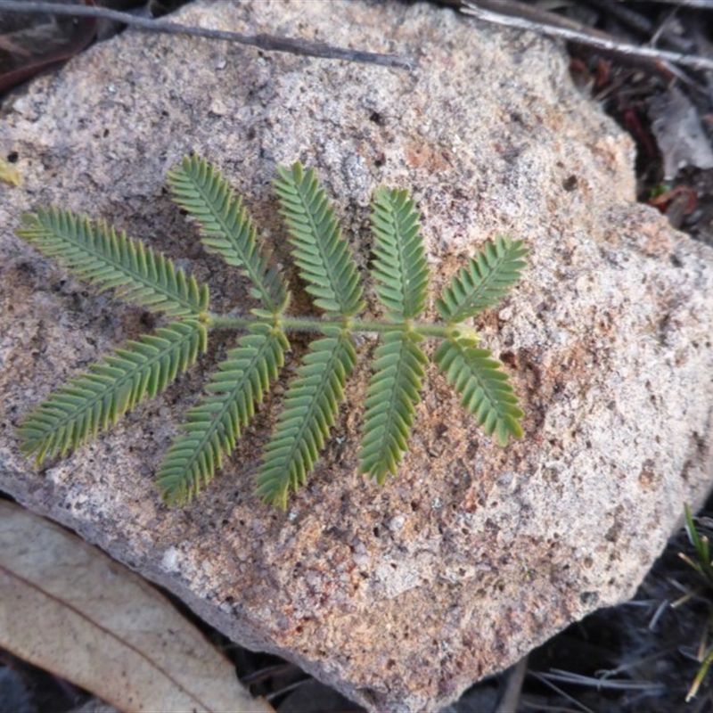 Acacia baileyana x Acacia dealbata