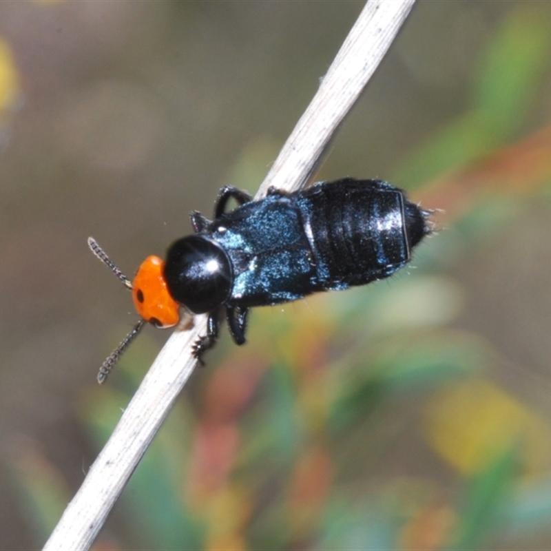 Creophilus erythrocephalus