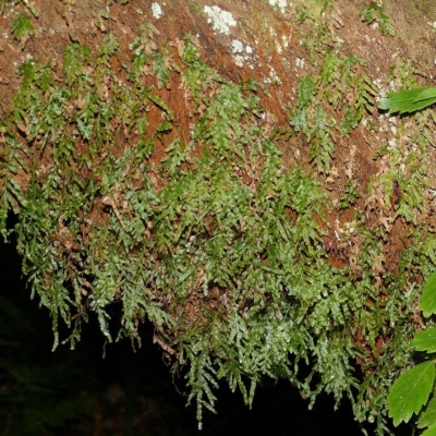 Crepidomanes venosum