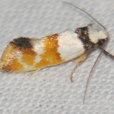 Crepidosceles glycydora