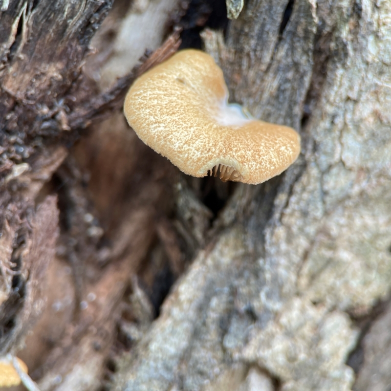 Crepidotus nephrodes