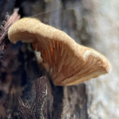 Crepidotus nephrodes