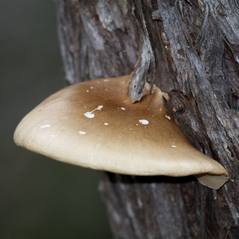 Crepidotus sp.