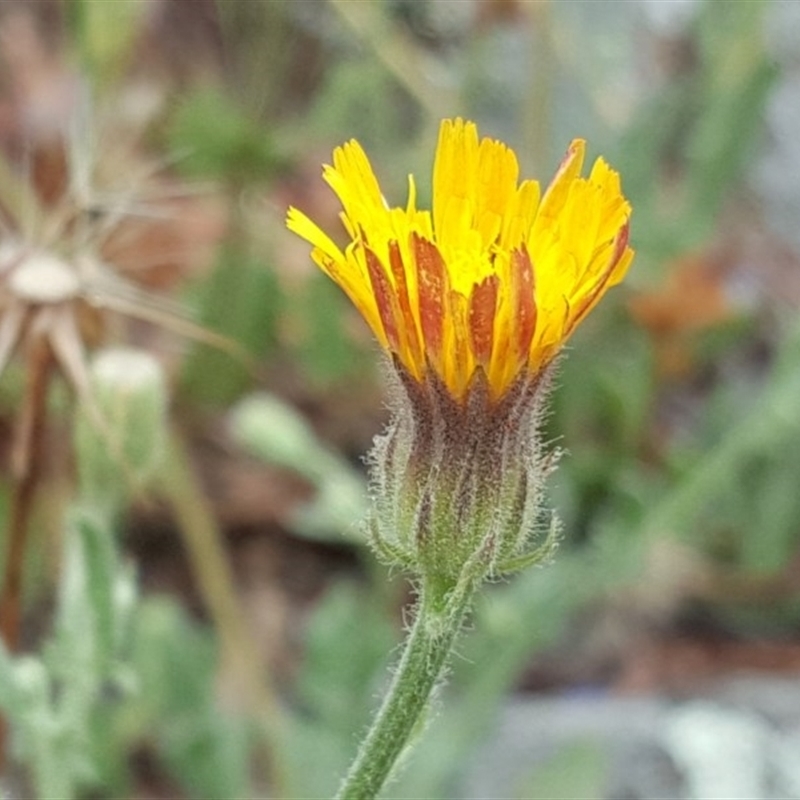 Crepis foetida subsp. foetida