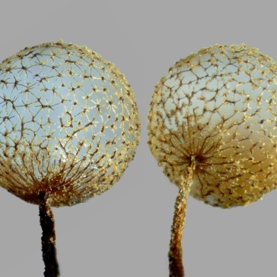 Cribraria sp. (genus)
