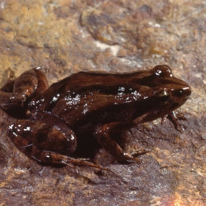 Crinia signifera