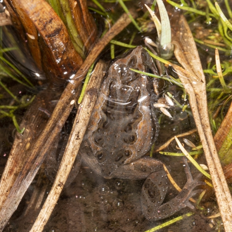 Crinia sp. (genus)