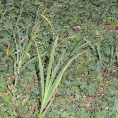 Crocosmia x crocosmiiflora