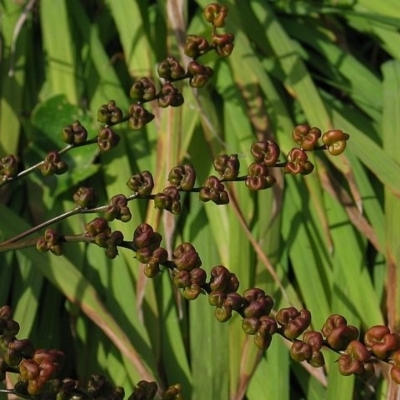 Crocosmia x crocosmiiflora