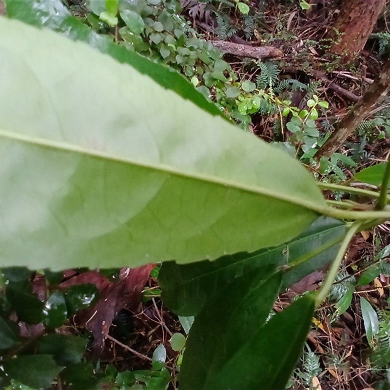 Croton verreauxii