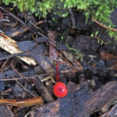 Cruentomycena viscidocruenta