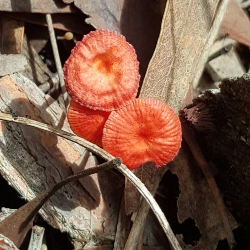 Cruentomycena viscidocruenta