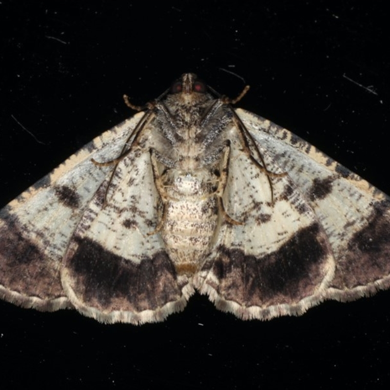 Cryphaea xylina