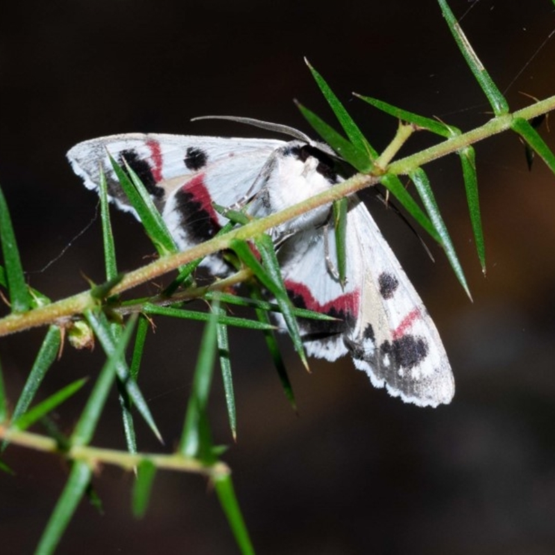 Crypsiphona ocultaria