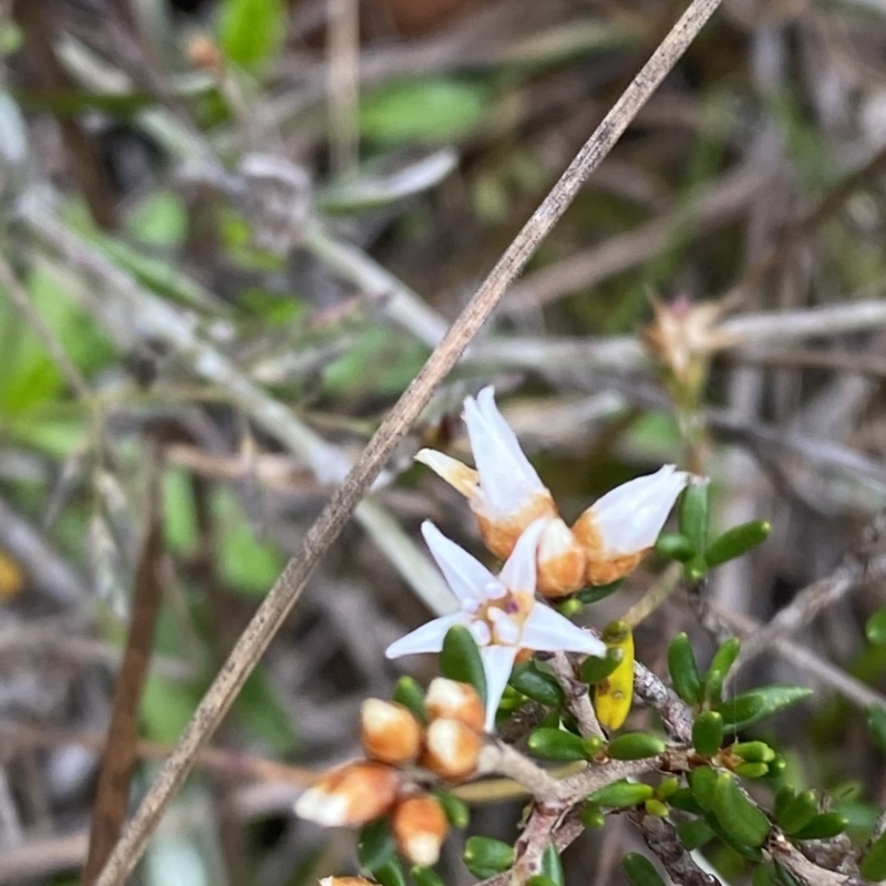 Cryptandra propinqua