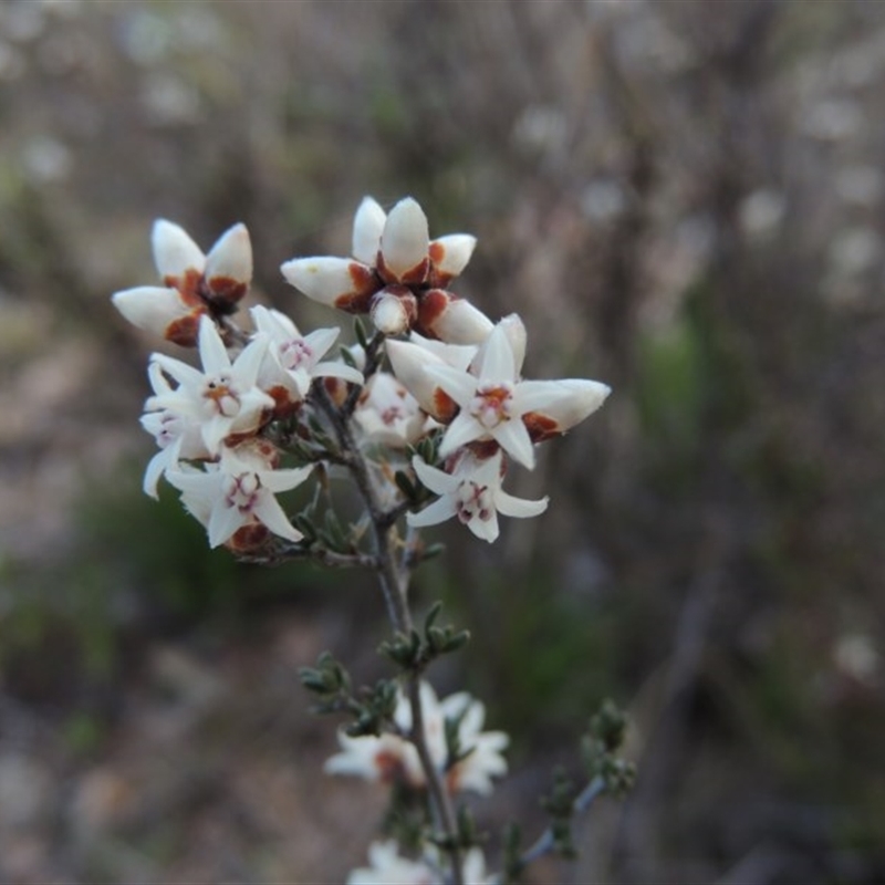 Cryptandra speciosa subsp. speciosa