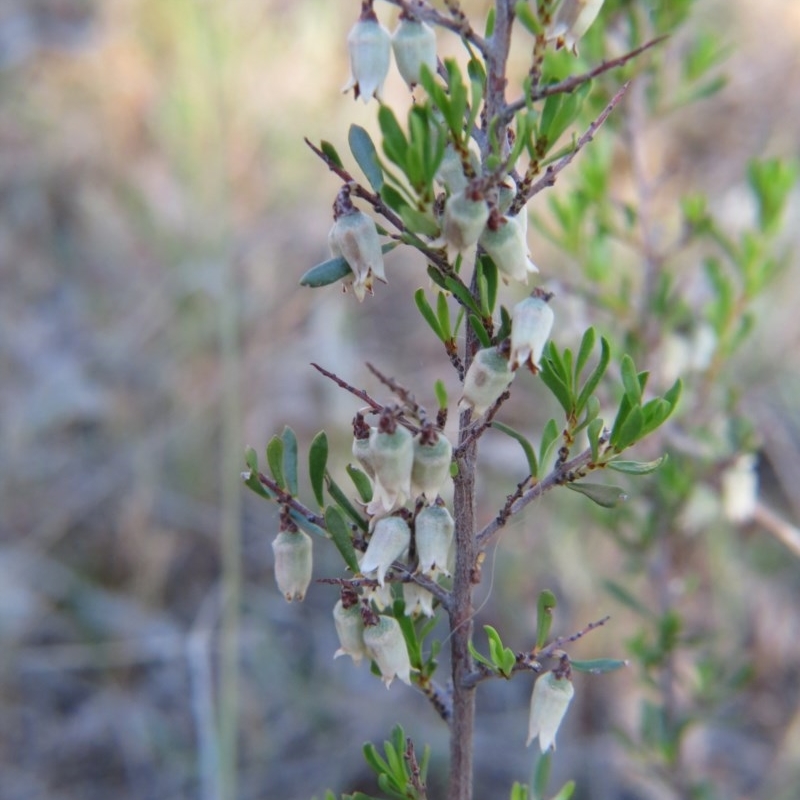 Cryptandra spinescens