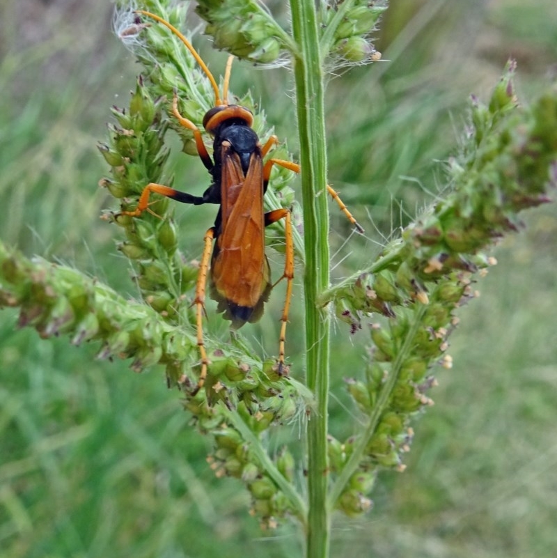 Cryptocheilus sp. (genus)