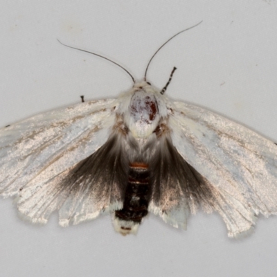 Cryptophasa sp. (genus)